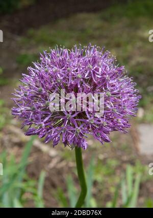 Allium, ornamentale Zwiebel, lila Blütenblüte, die im Garten wächst Stockfoto