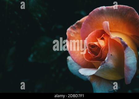 Makro einer Aprikosenrose auf einem unfokussierten Hintergrund Stockfoto