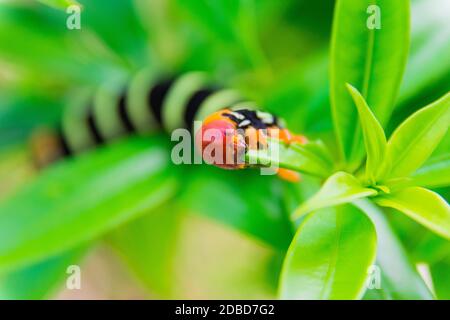 Pseudosphinx tetrio Raupe closeup, Guadeloupe Stockfoto