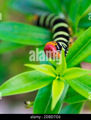 Pseudosphinx tetrio Raupe closeup, Guadeloupe Stockfoto