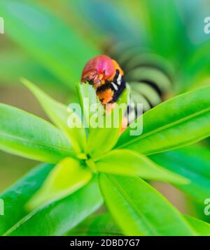 Pseudosphinx tetrio Raupe closeup, Guadeloupe Stockfoto