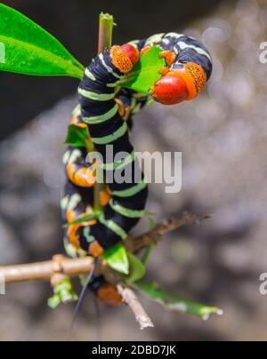 Pseudosphinx tetrio Raupe closeup, Guadeloupe Stockfoto