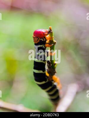 Pseudosphinx tetrio Raupe closeup, Guadeloupe Stockfoto