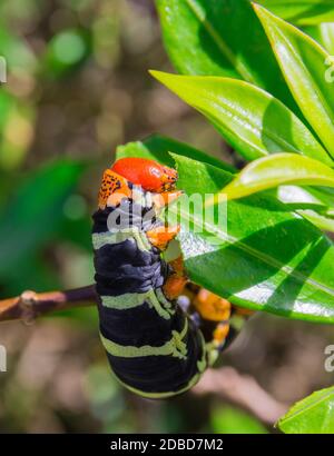 Pseudosphinx tetrio Raupe closeup, Guadeloupe Stockfoto