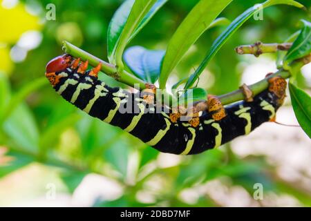 Pseudosphinx tetrio Raupe closeup, Guadeloupe Stockfoto