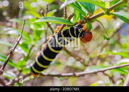 Pseudosphinx tetrio Raupe closeup, Guadeloupe Stockfoto