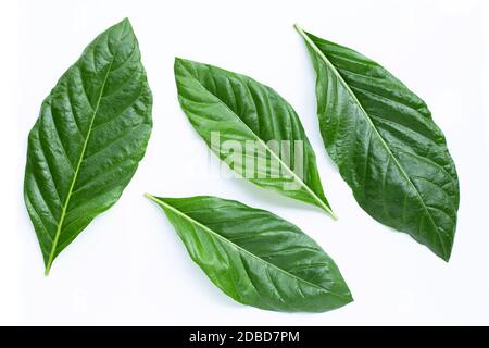 Noni oder Morinda Citrifolia Blätter auf weißem Hintergrund. Stockfoto