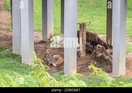 Hirschgehege in Taman Rusa. Hirsche Perdana Botanischer Garten. Stockfoto