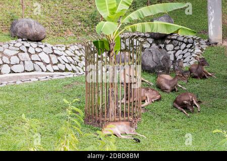Hirschgehege in Taman Rusa. Hirsche Perdana Botanischer Garten. Stockfoto