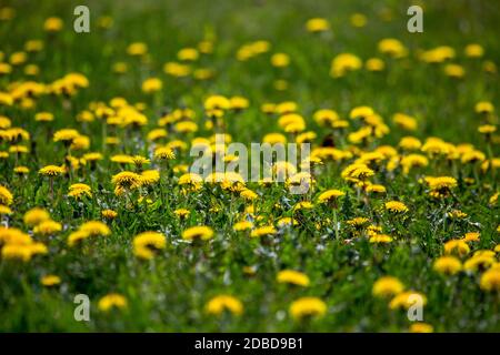 Blühender gelber Löwenzahn unter grünem Gras auf der Wiese im Frühsommer. Grüne Wiese mit gelben Löwenzahn im Frühjahr bedeckt. Hintergrund des grünen Fie Stockfoto