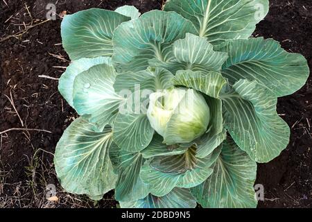 Weißkohl wächst im Garten. Draufsicht, Nahaufnahme. Stockfoto