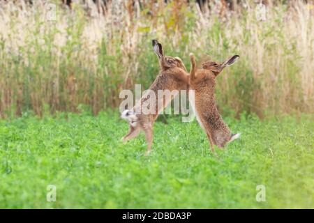 Wilde Hasen Boxen Nahaufnahme in einem landwirtschaftlichen Bereich in Norfolk UK Stockfoto