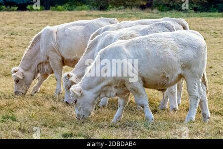 Charolais-Rinder - junge Bullen auf britischem Bauernhof Stockfoto