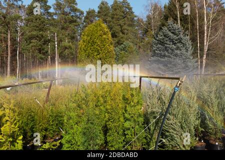 Sprinklersystem arbeiten an einer Gärtnerei Plantage. Bewässerung Stockfoto