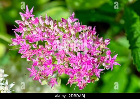 Hylotephium spectabile, bekannt als Sedum spectabile, auffällige Steinpfeife, Eispflanze und Schmetterlingsstonekrop Stockfoto