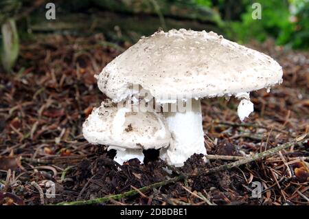 Großer und kleiner Pilz namens Sonnenschirm auf dem Waldboden 3 Stockfoto