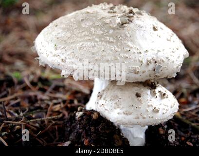 Großer und kleiner Pilz namens Sonnenschirm auf dem Waldboden 3 Stockfoto