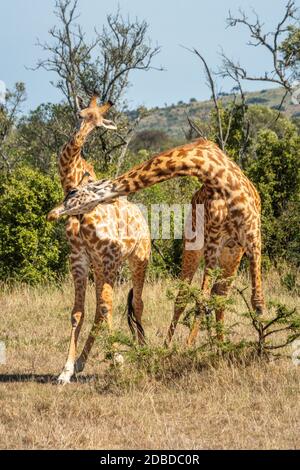 Zwei Masai Giraffen kämpfen in grasbewachsenen Lichtung Stockfoto