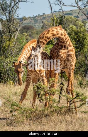 Zwei Masai Giraffen stehen im Grasland im Kampf Stockfoto