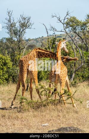 Zwei Masai-Giraffen kämpfen in der Savanne Stockfoto