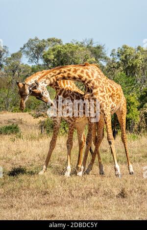 Zwei Masai Giraffen stehen auf Gras halend Stockfoto