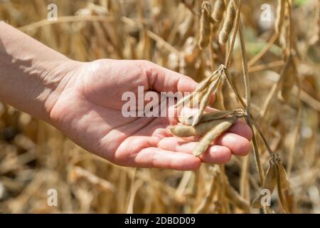 Reife Sojabohnen in menschlichen Händen auf einem Sojabohnenfeld. Agrarproduktionskonzept Stockfoto