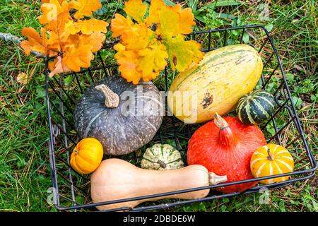 Hokkaidokürbis, Butternut-Kürbis, Spaghettikürbis und Zierkürbisse im Garten, roter Kuri-Kürbis, Butternut-Kürbis, Spaghetti-Kürbis und dekorativer Kürbis Stockfoto