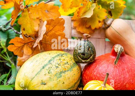 Kürbislaterne, Hokkaidokürbis, Butternut-Kürbis, Spaghettikürbis und Zierkürbisse zu Halloween im Garten, Jack o'Laterne für Halloween, rote Kuri Squas Stockfoto