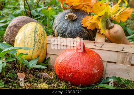 Hokkaido Kurbis Spaghetti Squash Und Butternut Squash Stockfotografie Alamy