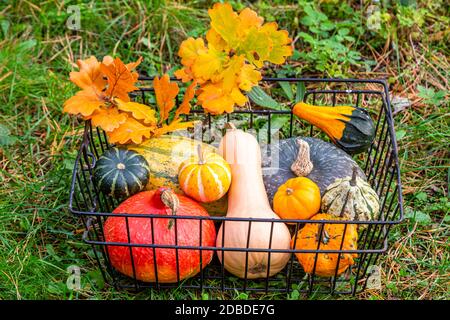 Hokkaidokürbis, Butternut-Kürbis, Spaghettikürbis und Zierkürbisse im Garten, roter Kuri-Kürbis, Butternut-Kürbis, Spaghetti-Kürbis und dekorativer Kürbis Stockfoto