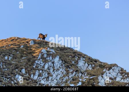 Gemse (rupicapra Carpatica) in Piatra Craiului Bergen, Rumänien Stockfoto