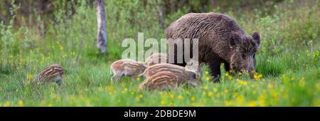 Bezaubernde Herde von Wildschweinen, sus scrofa, Fütterung auf Wiese im Frühjahr Natur. Muttertier und kleine gestreifte Ferkel grasen zusammen auf grünem Gras Stockfoto