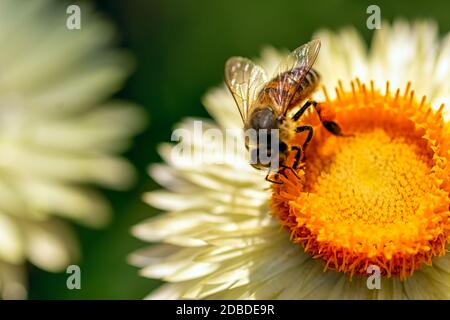 Honigbiene auf Xerochrysum bracteatum Blume bekannt als die goldene ewige oder Strohblume Stockfoto