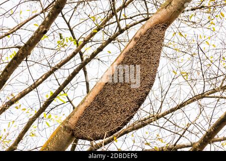 APIs dorsata riesige Honigbienennest in den Perdana Botanical Gardens Lake Gardens in Kuala Lumpur, Malaysia. Stockfoto