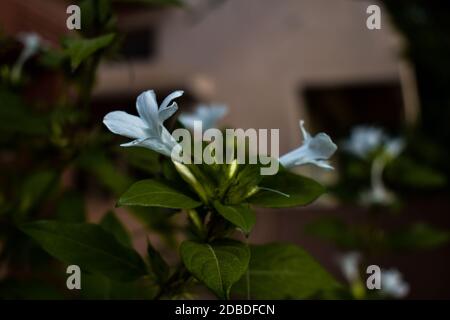 Weiße Jasminblüte im Fokus mit allen grünen Blättern Rund im Haus Garten Stockfoto