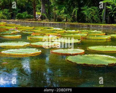 Sir Seewoosagur Ramgoolam Botanischer Garten in Pamplemousses, Mauritius Stockfoto