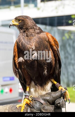 Harris-Falke (Parabuteo unicinctus), früher bekannt als der buschige oder dunkle Falke Stockfoto