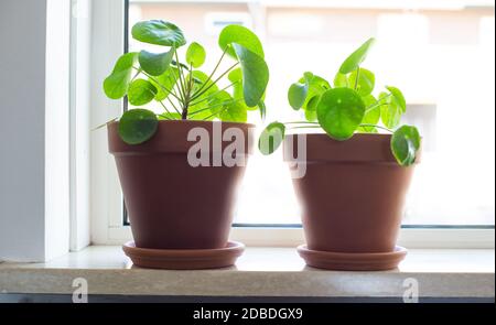 pilea peperomioides, chinesische Geldanlage, UFO-Pflanze oder Pancake-Pflanze im Retro-modernen Design Wohndekoration Nahaufnahme Stockfoto