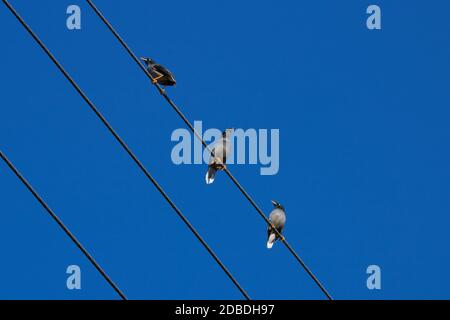 Am frühen Morgen Blick auf drei Vögel auf elektrischen Drähten. Stockfoto