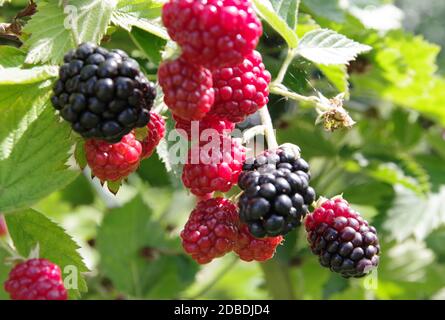 Wilde Brombeeren in verschiedenen Reifegraden Stockfoto