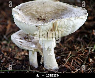 Kleine und große Pilze genannt Sonnenschirm in einer späten Entwicklungsphase Stockfoto