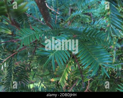 Im Spätsommer immer grüne japanische Torreya, Torreya nucifera Stockfoto