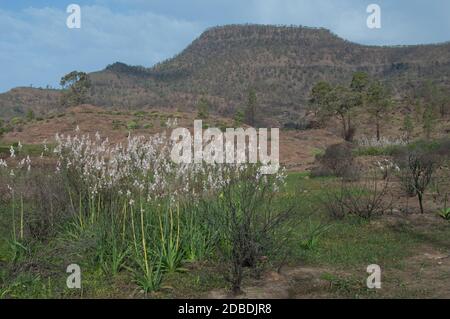 Sommer asphodelus aestivus in Blüte und Ojeda Berg im Hintergrund. Integral Natural Reserve von Inagua. Mogan. Gran Canaria. Kanarischen Inseln Stockfoto