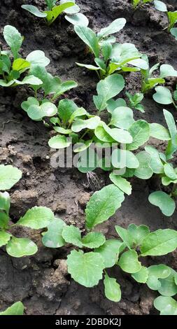 Rettich- und Rettich-Sämlinge in einem Gewächshaus. Stockfoto
