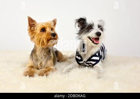 Zwei Hunde sitzen auf Pelz Stockfoto