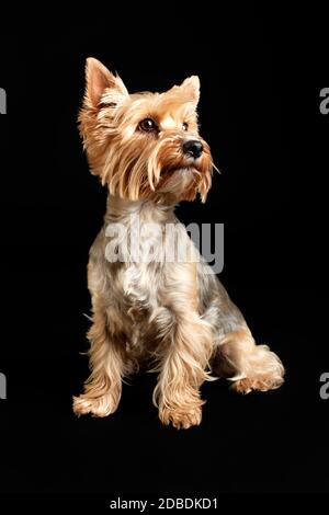 Yorkshire Terrier Hund isoliert auf schwarzem Hintergrund Stockfoto