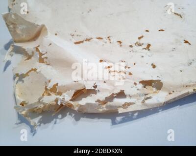 Papier mit Silberfisch verschluckt. Spuren von zertrümmert Silberfisch auf Vinyl-Umschlägen. Lepisma Stockfoto