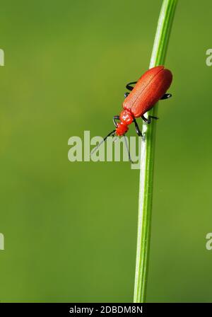 Rotkopffeuerkäfer Stockfoto