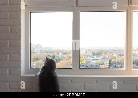 Die große graue Katze schaut mit Interesse ins Fenster draußen Stockfoto