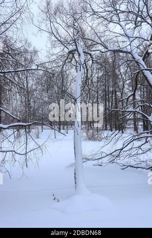 Baum unter Schnee schiefen über gefrorenen See Stockfoto